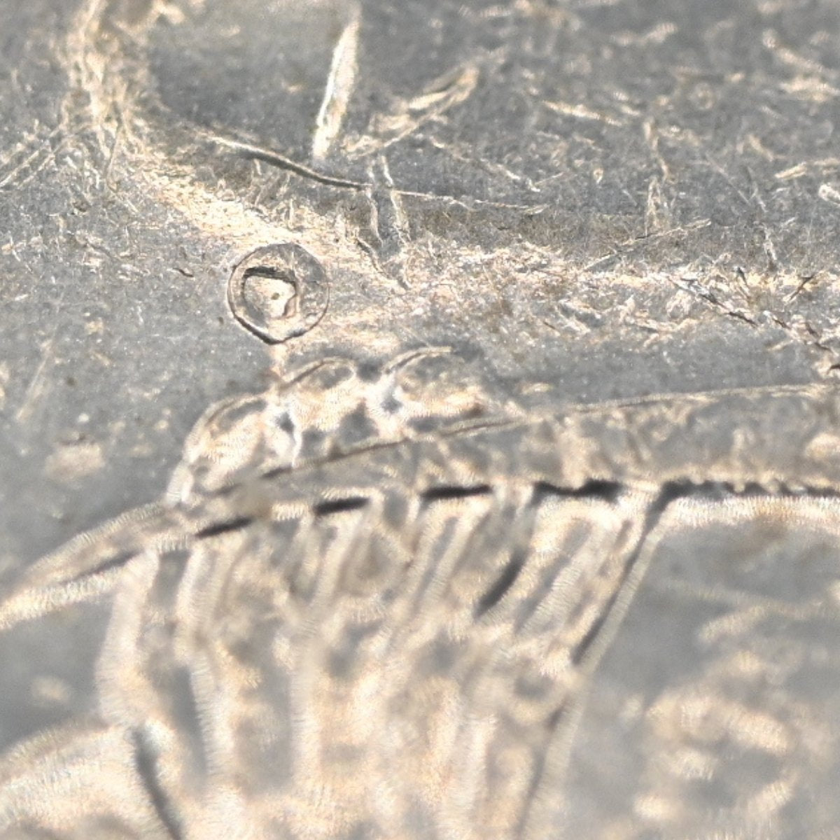 Close up of bubble above platypus right claw - reverse - 2010 20c error