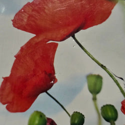 2012 $2 Remembrance Day Red Poppy on RSL Lest We Forget $10 Certificate of Donation close up pinhole damage to card