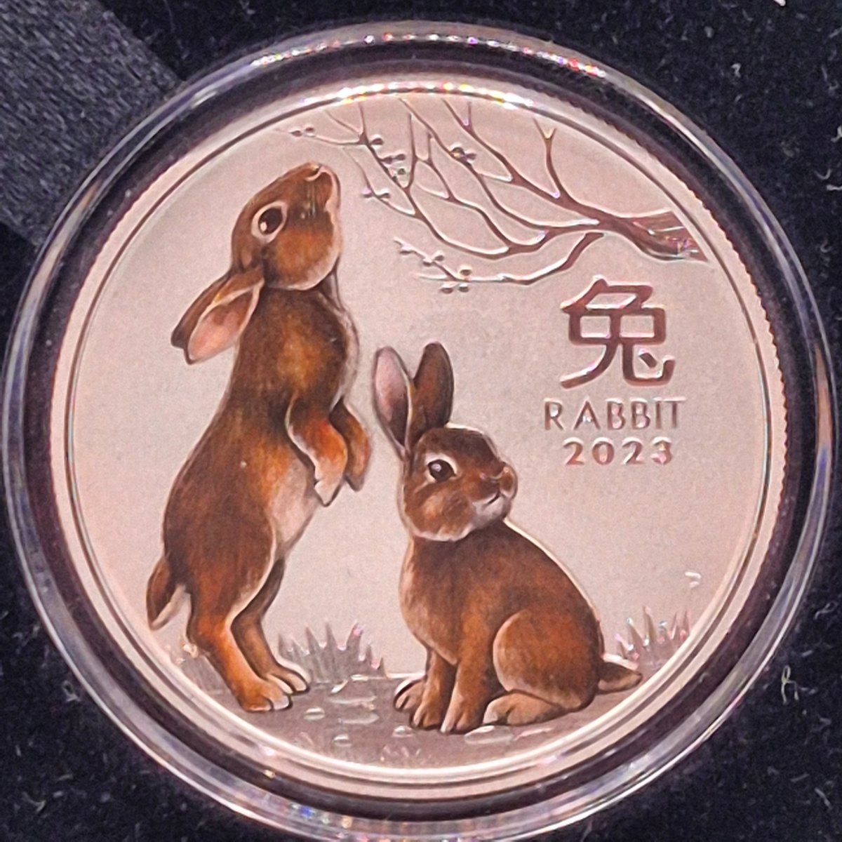 2023 Perth Mint Half Ounce Coloured Australian Lunar Series III Year of the Rabbit obverse